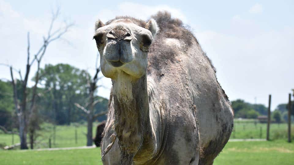 Dromedary Camel Annual Cost Of Care Aikman Wildlife Adventure