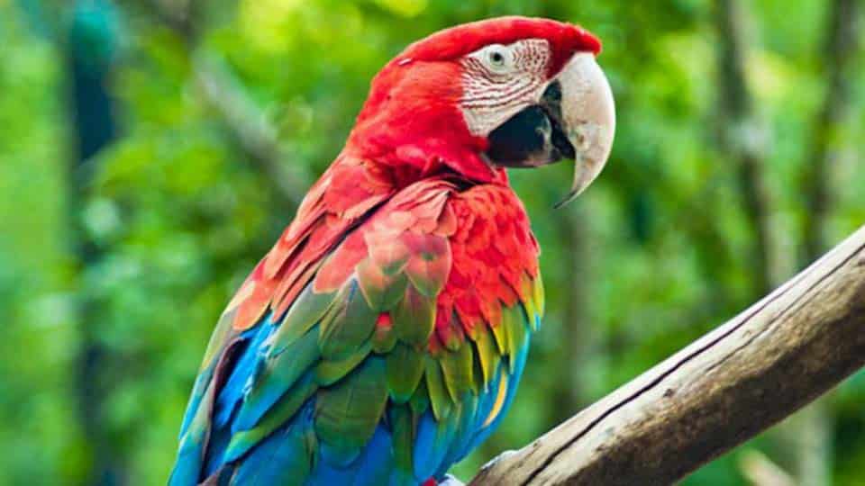 green-winged macaw