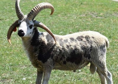 Jacob 4-horn Sheep