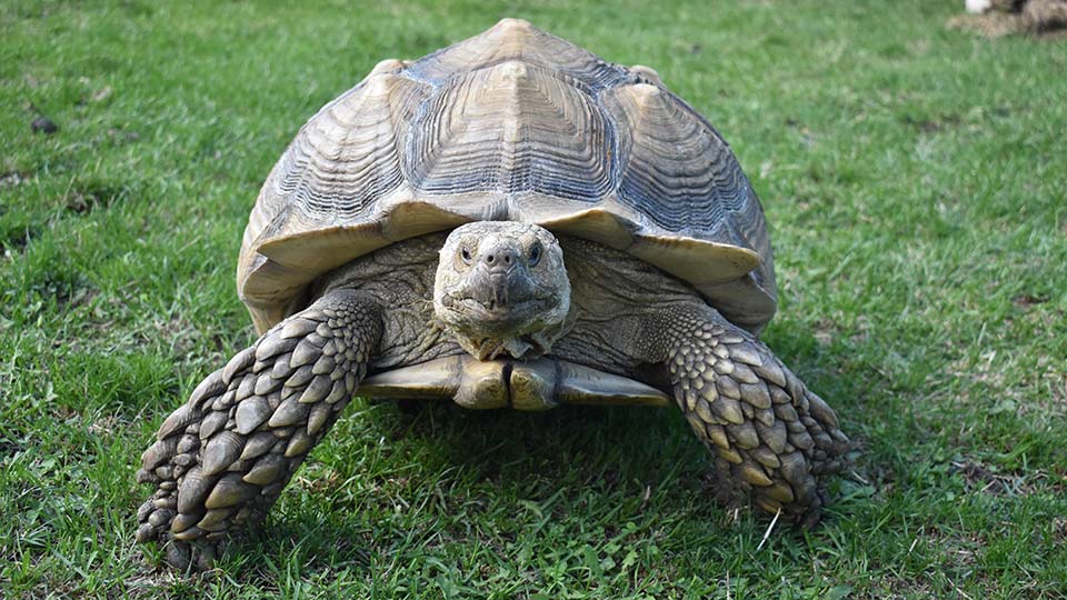 Sulcata Tortoise Annual Cost Of Care Aikman Wildlife Adventure,Twin Mattress Size Inches