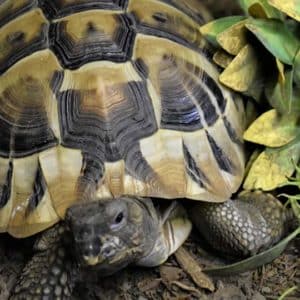 hermanns tortoise