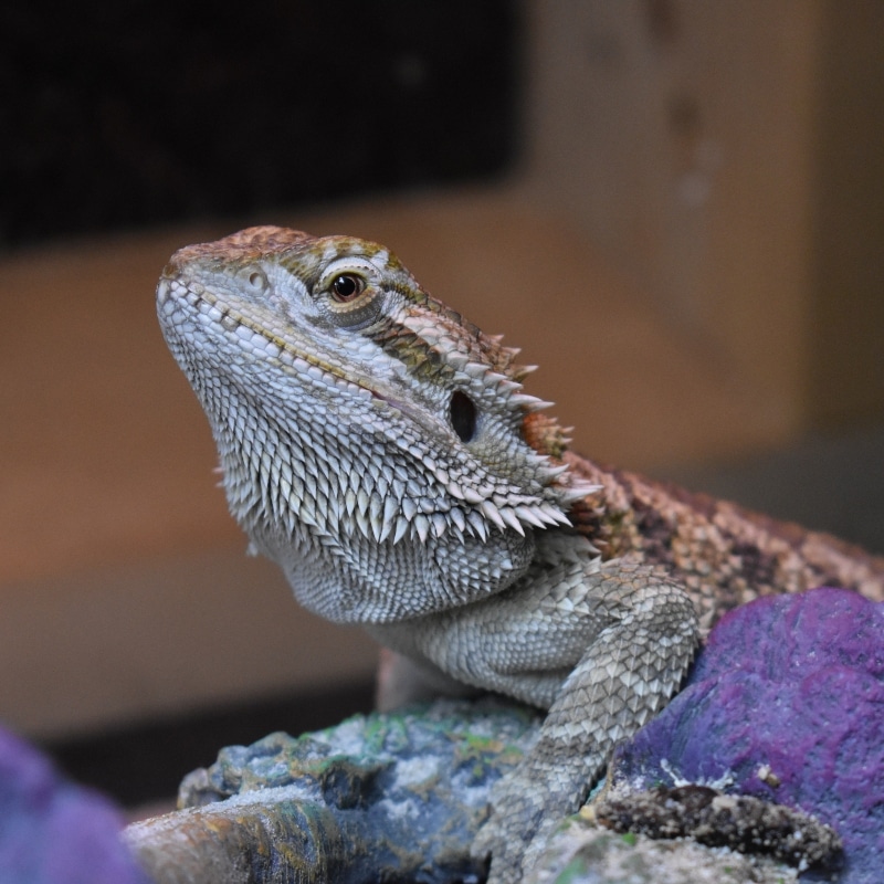 Bearded Dragon Annual Cost Of Care Aikman Wildlife Adventure