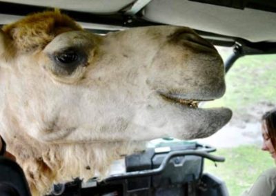 upclose with camel