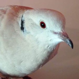 African Ring-necked Dove