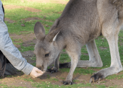 Kangaroo Encounter