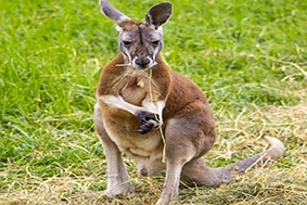 Kangaroo eating