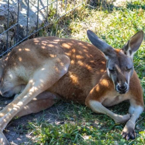 Kangaroo Laying down